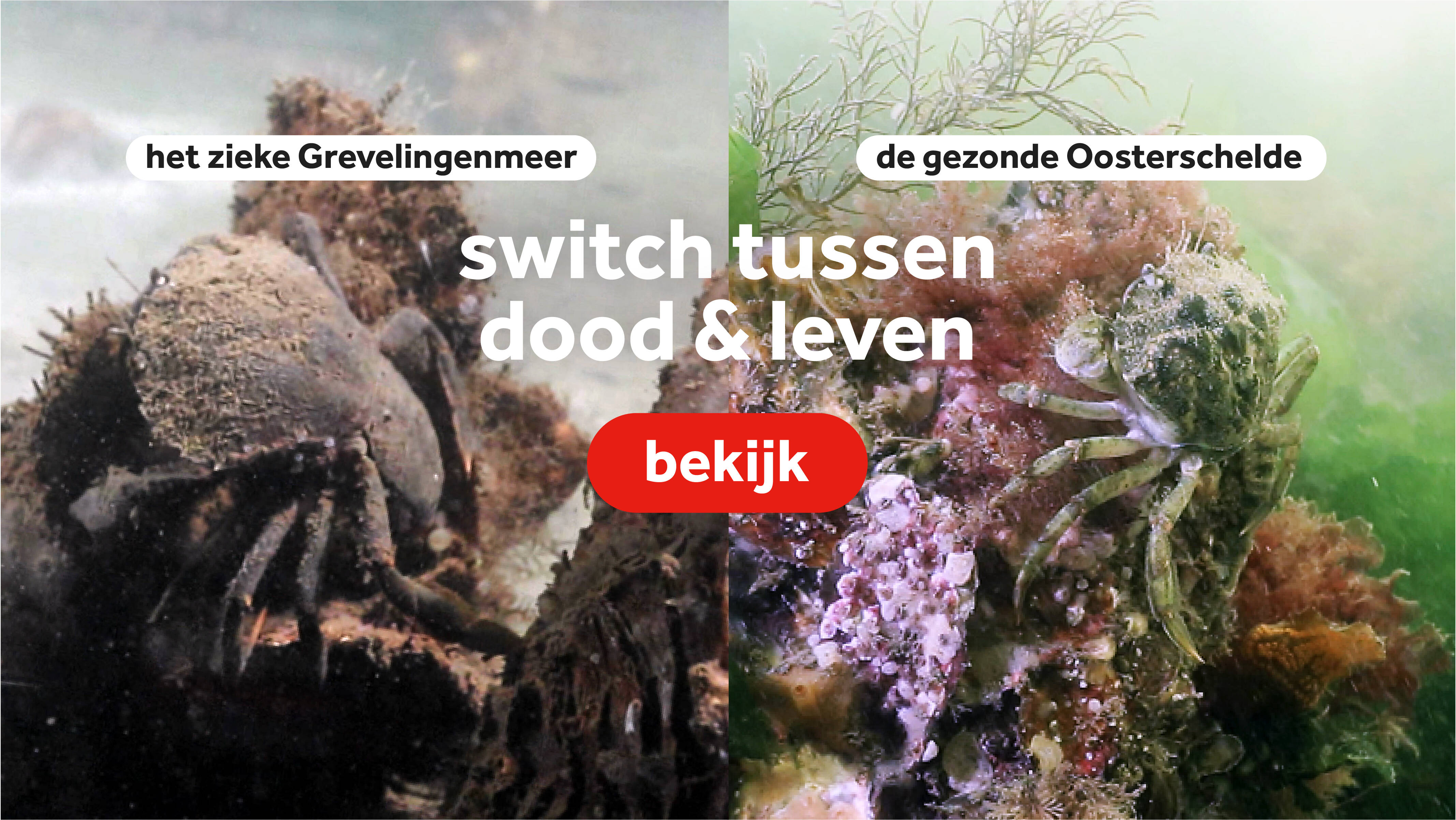 Adembenemend: Grevelingenmeer & Oosterschelde 🌊🐟 - NOS op 3